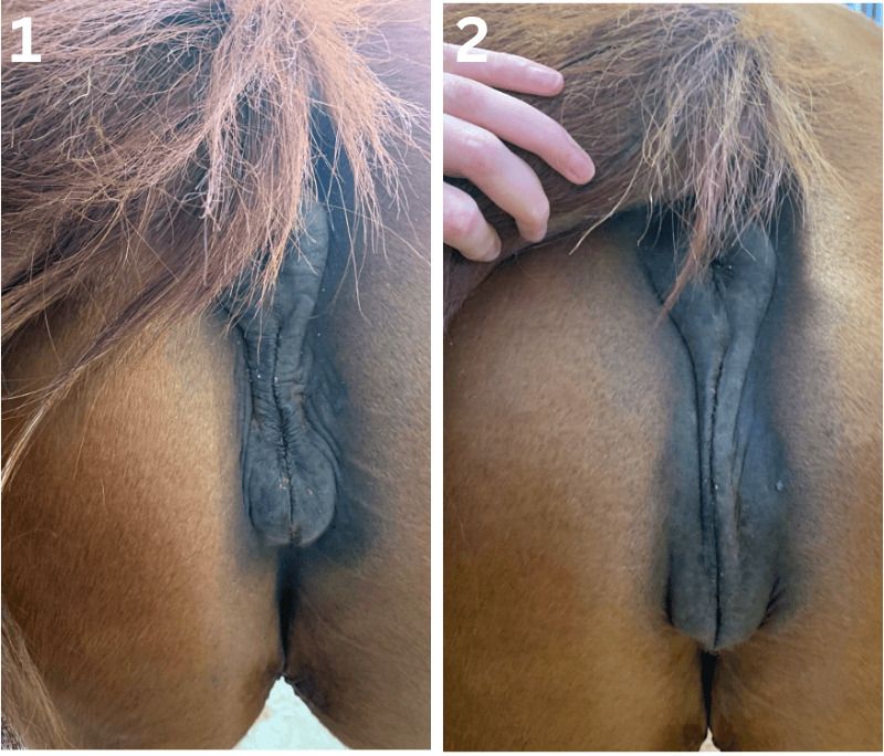 Perineum Relaxation in a Mare Before Foaling