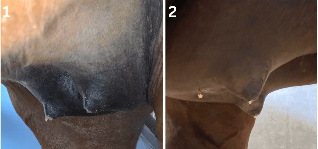 Streaming of the Teats Before Foaling