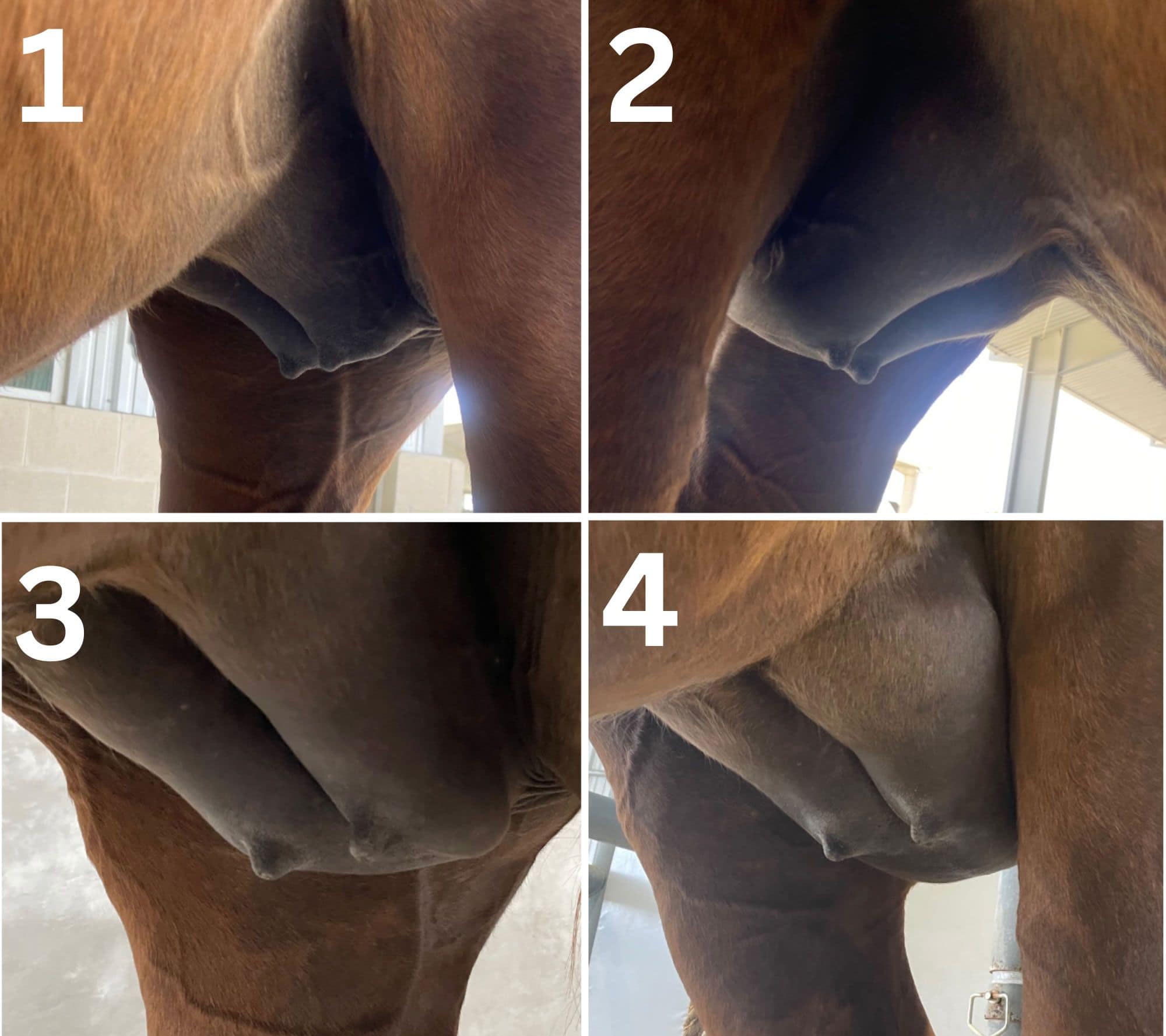 Udder Changes in a Mare Before Foaling