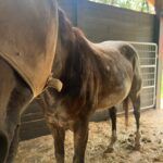 Equine Anidrosis Case Study - Image 5