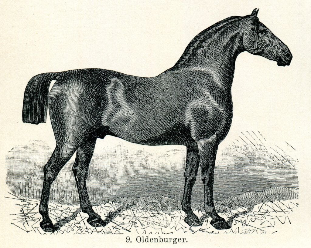 Oldenburg Horse Conformation Picture