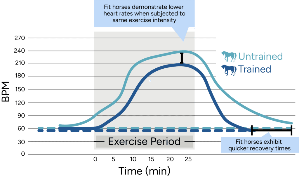 Horse Fitness and Heart Rate During and After Exercise