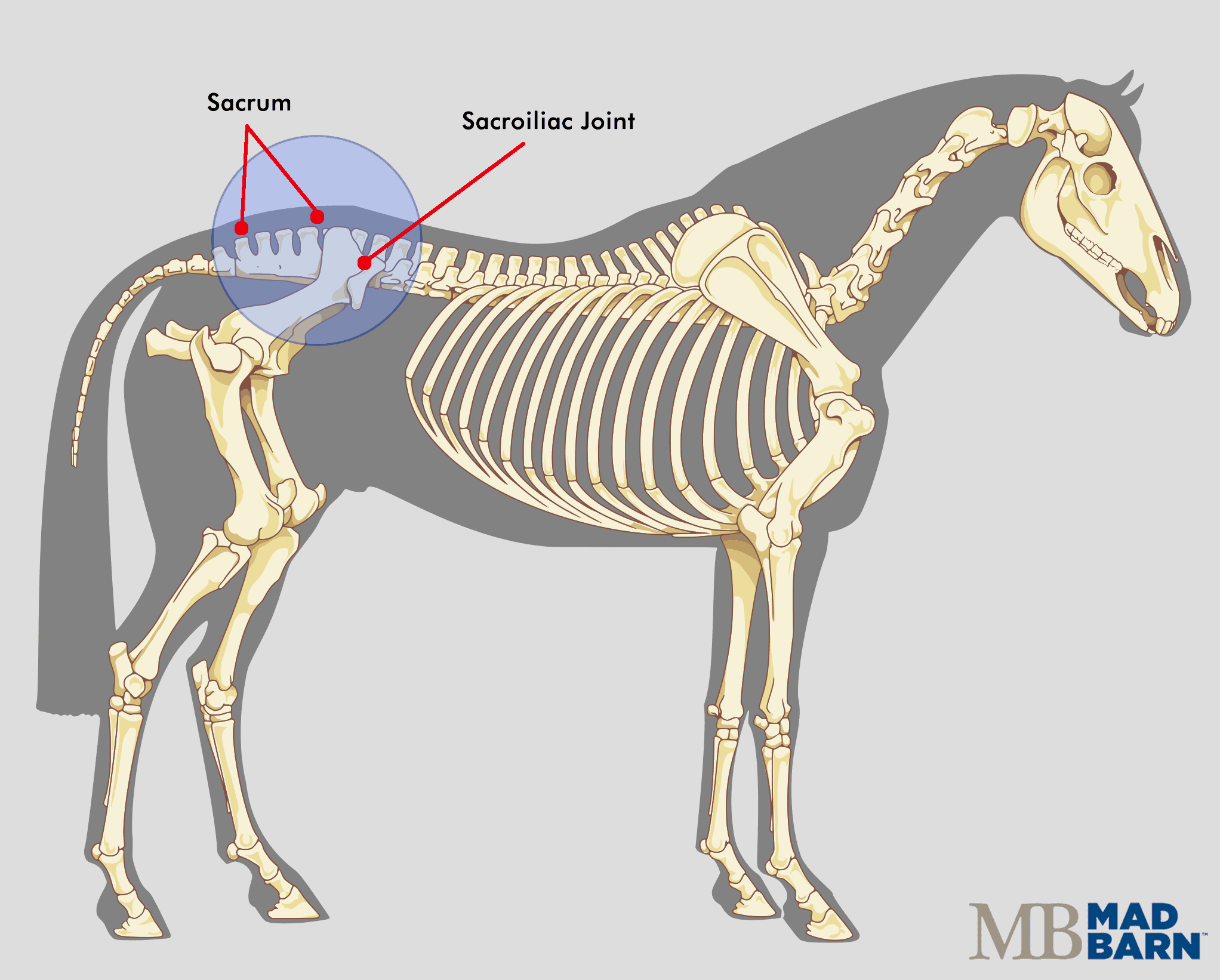 Sacroiliac Joint Disease in Horses