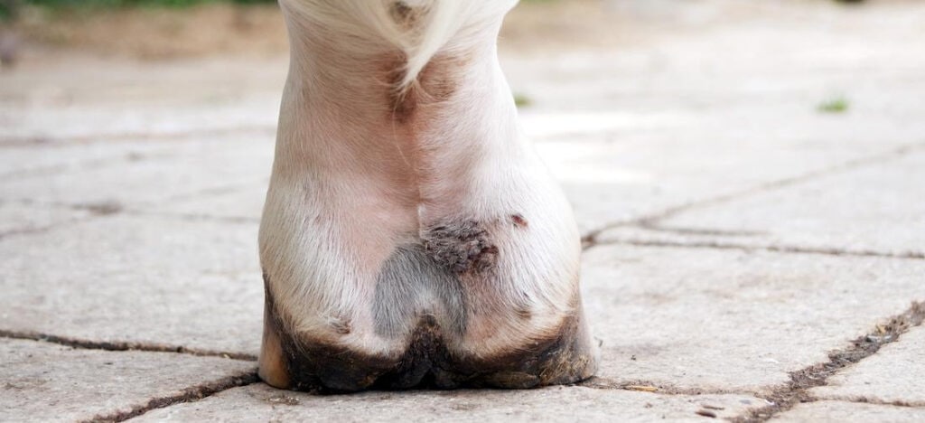 Treatment of Scratches in Horses