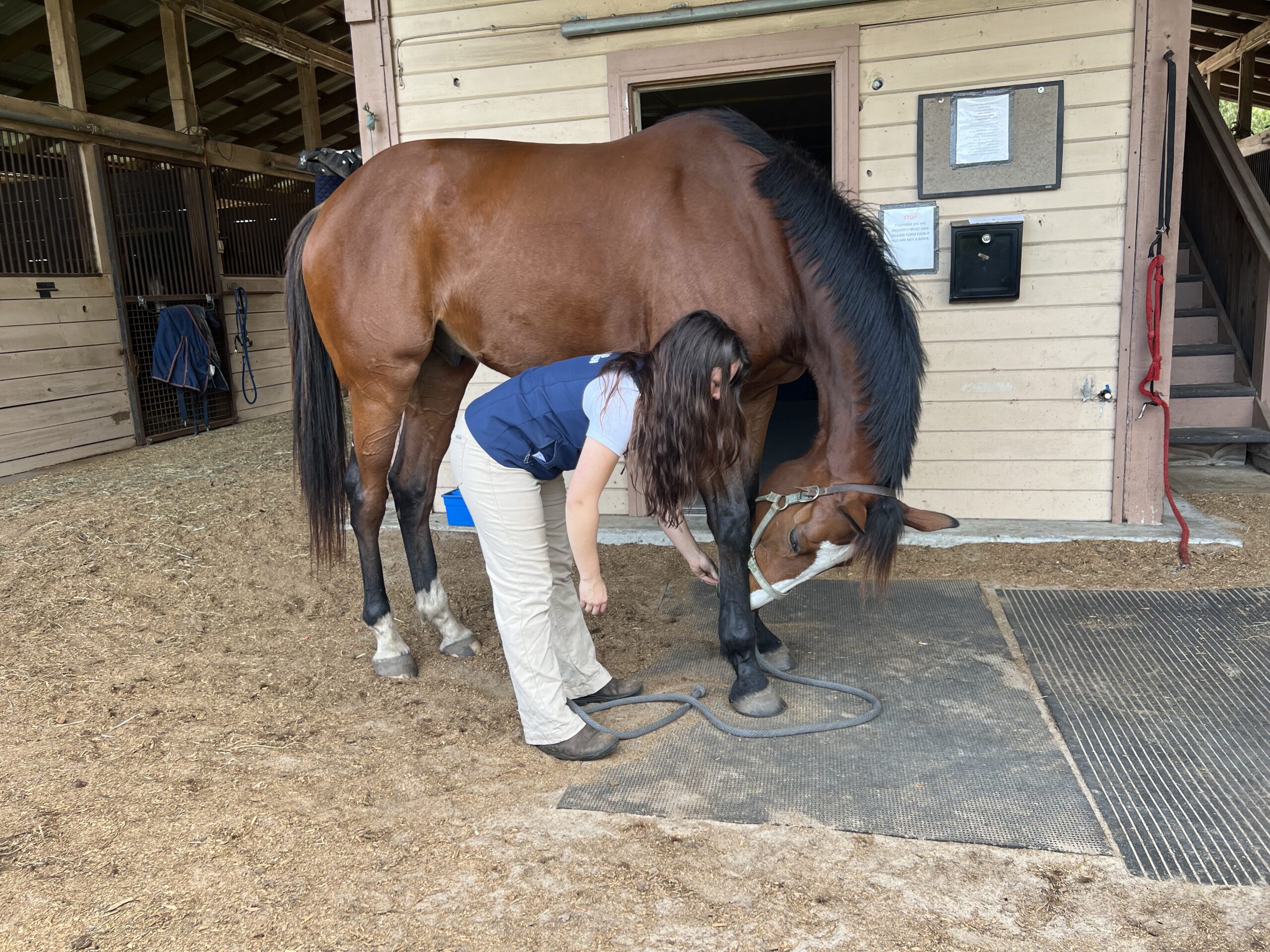 Horse-Neck-Stretches