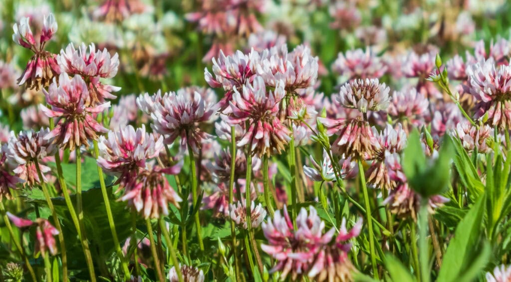 Alsike Clover Horse Pasture Identification