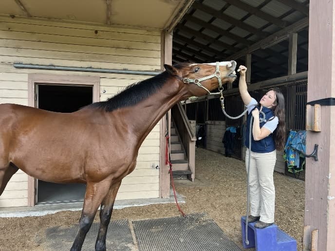 neck-extension-stretch-in-horse