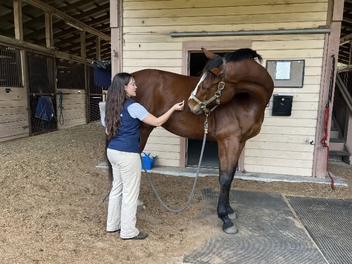 nose-to-shoulder-neck-extension-in-horse