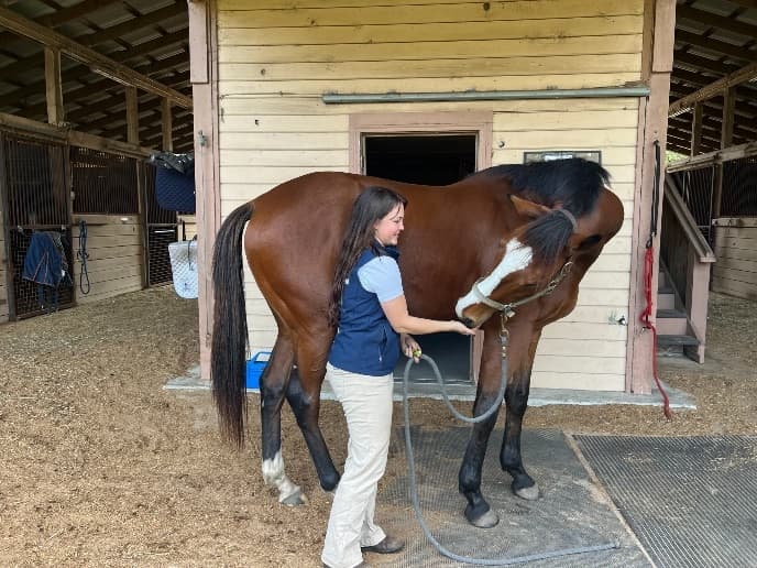 start-of-lateral-neck-stretch-in-horse