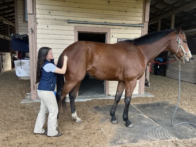 start-of-pelvic-stretch-in-horse