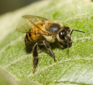 africanized-bee