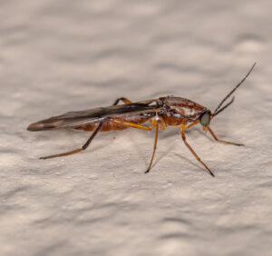 Adult Biting Midge