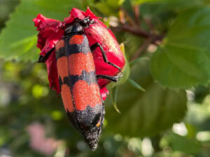 blister-beetle