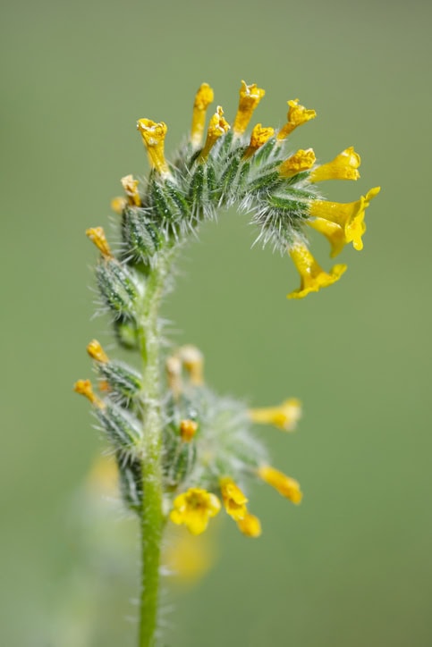 fiddleneck Amsinckia intermedia