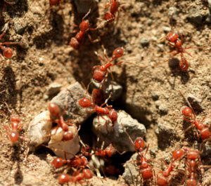 fire-ants