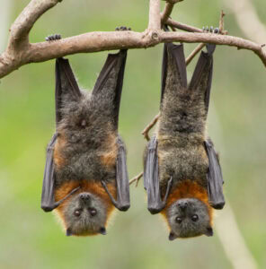 flying-fox-bats