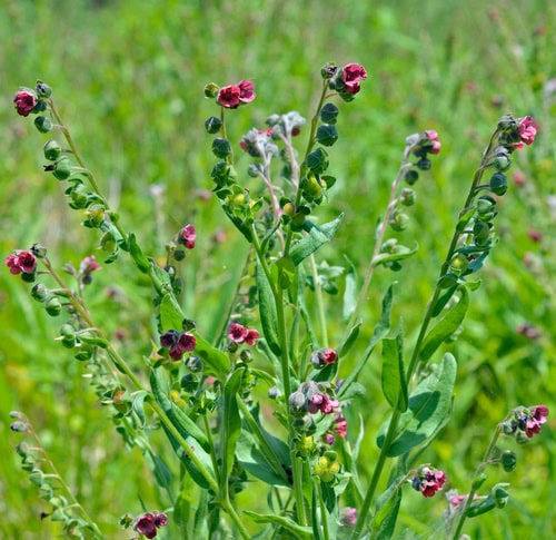 hound's tongue plant
