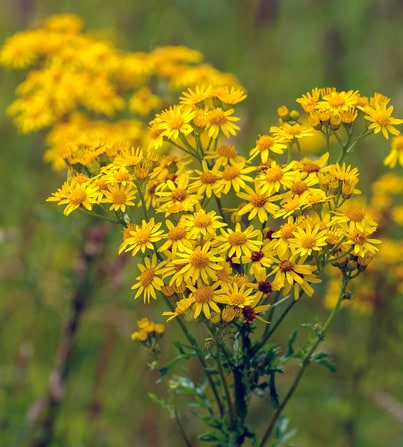 ragwort plant