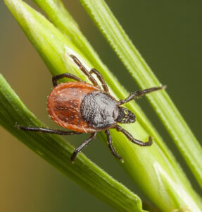 Closeup of a tick on a plant straw