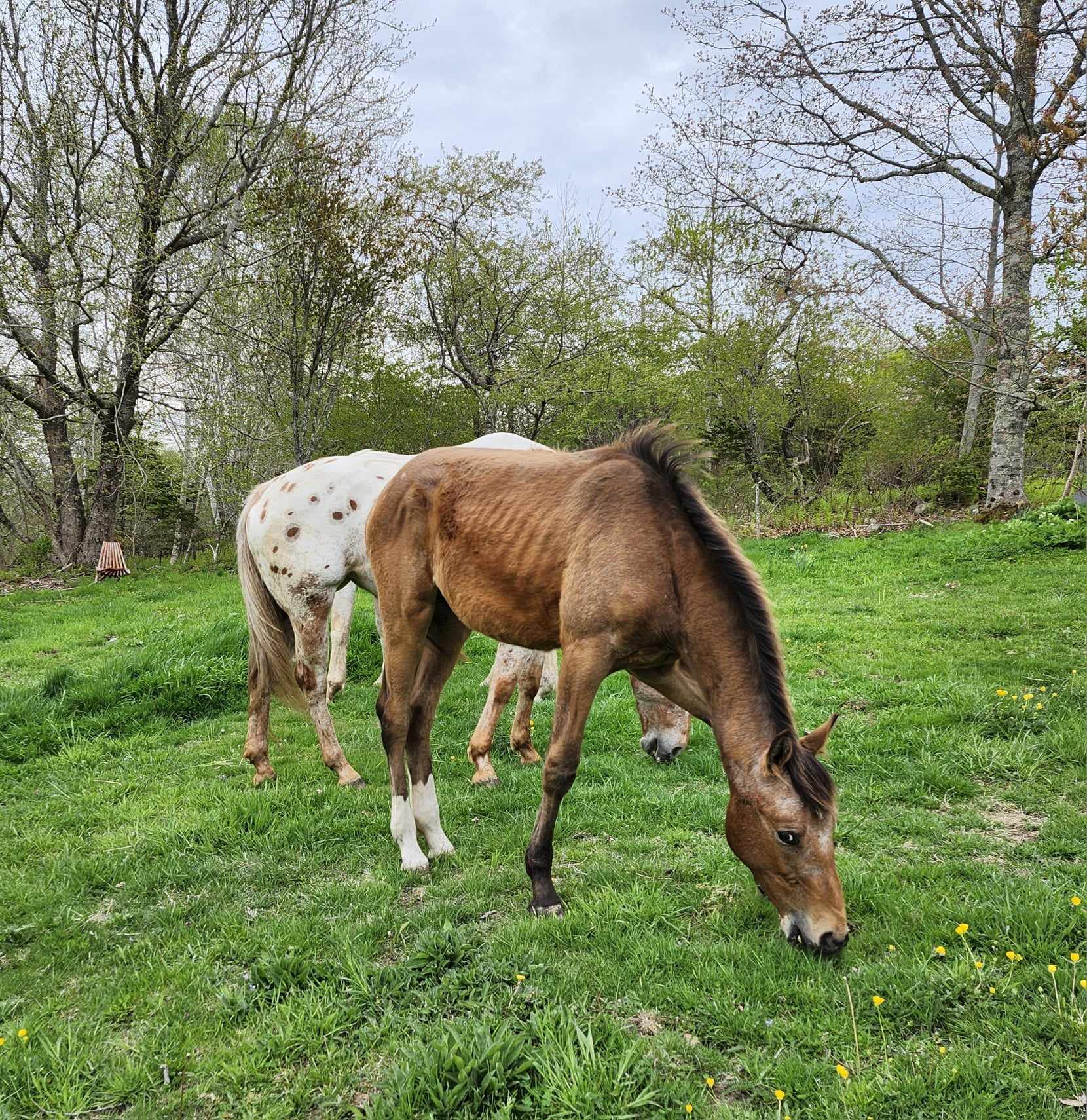 Case Study, Before Picture