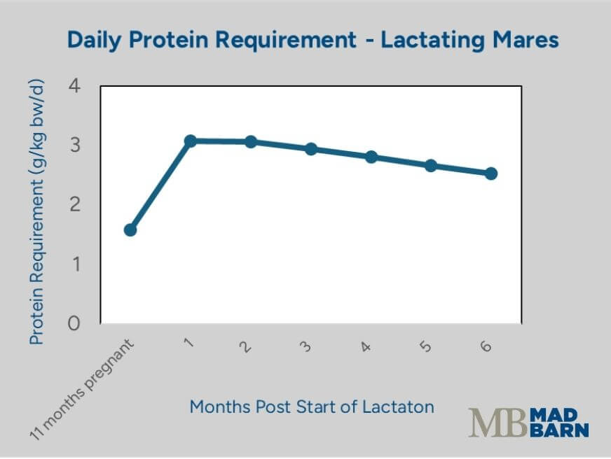 protein requirements of lactating mares