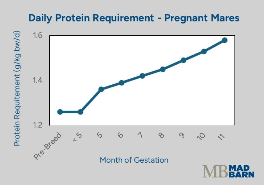 protein requirements of pregnant horses