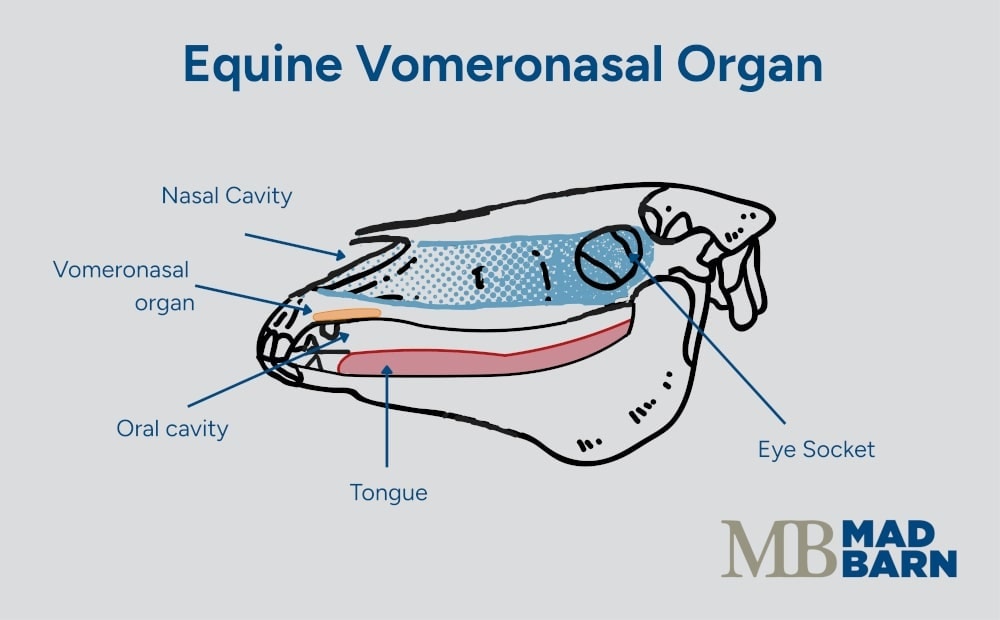 side view of horse skull with vomeronasal organ and nasal cavity highlighted