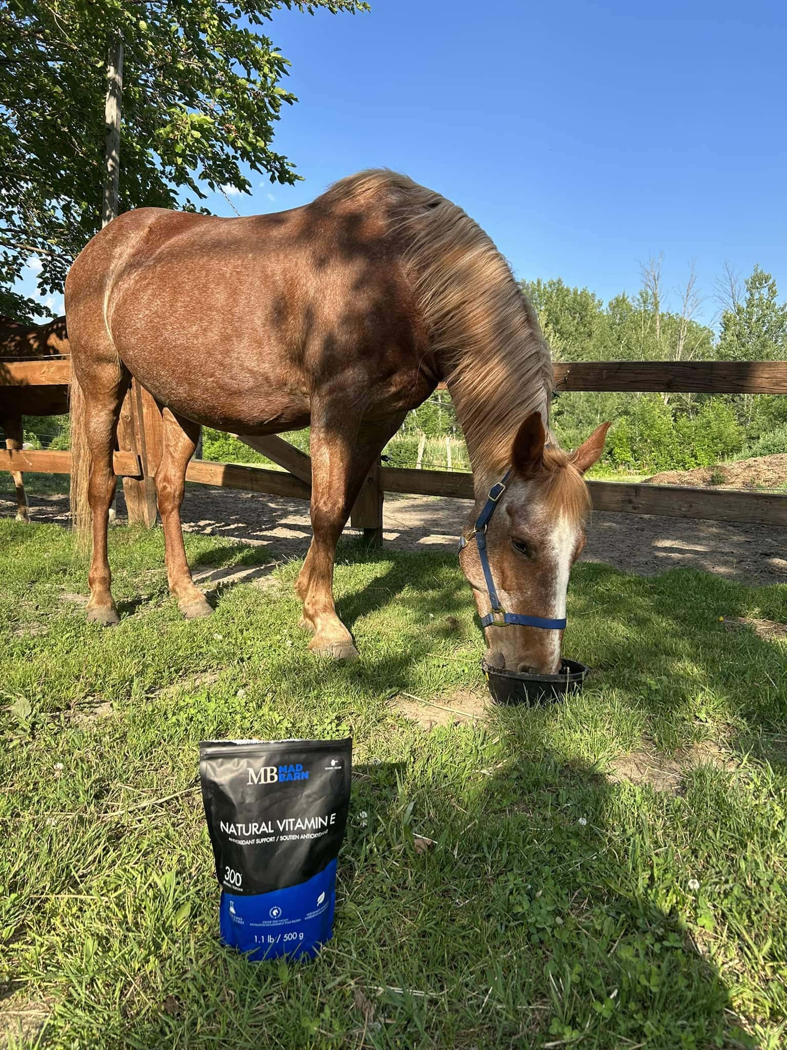 Sarah Bennacer Langlois